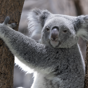 koala-8992580_1280